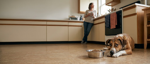 Shy brown rescue dog lying beside a full food bowl in a quiet kitchen, a rescue dog not eating at Let Them Be Dog