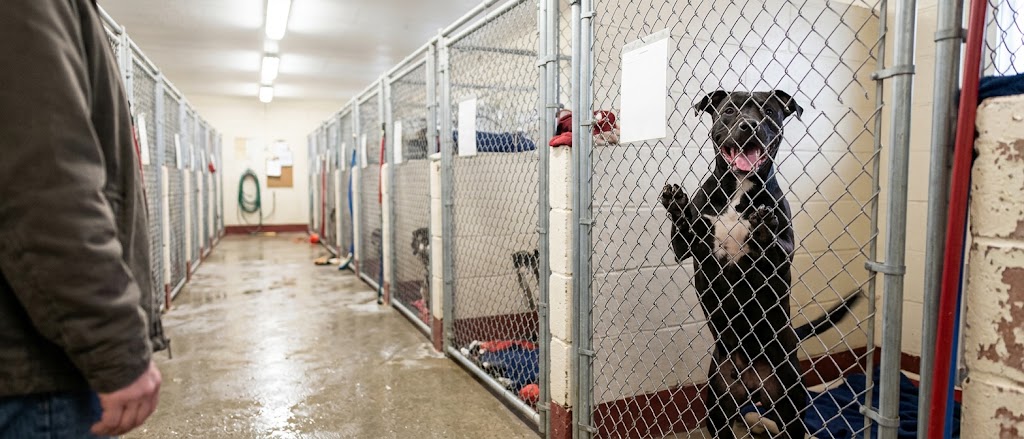 Black pit bull mix with cropped ears jumping at a shelter kennel gate, shelter dog behavior from Let Them Be Dog