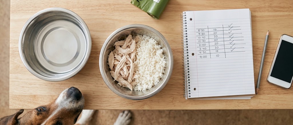 Water bowl and a small portion of plain chicken and rice for a newly adopted dog with diarrhea, beside a poop log notebook