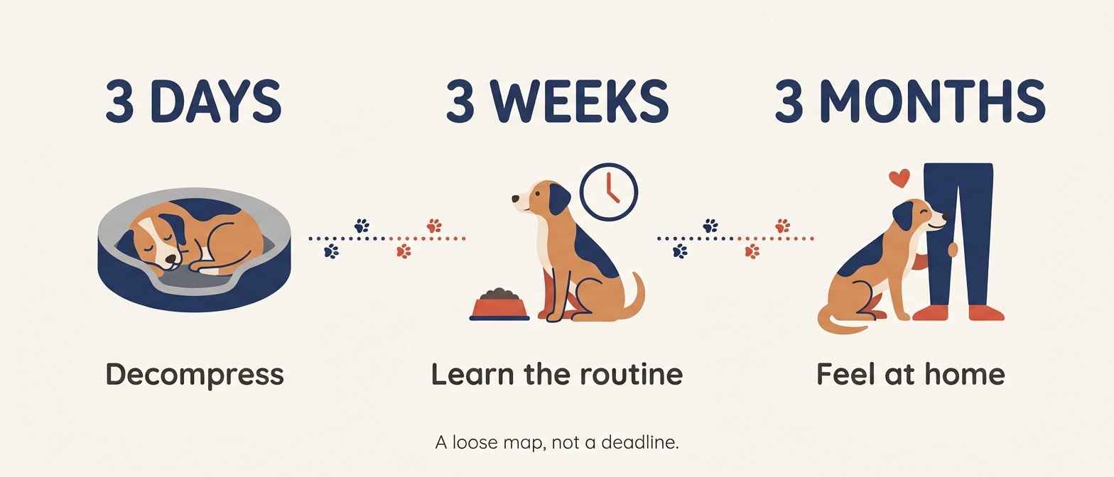 Infographic of the 3-3-3 rule for rescue dogs: 3 days to decompress, 3 weeks to learn routines, 3 months to feel at home