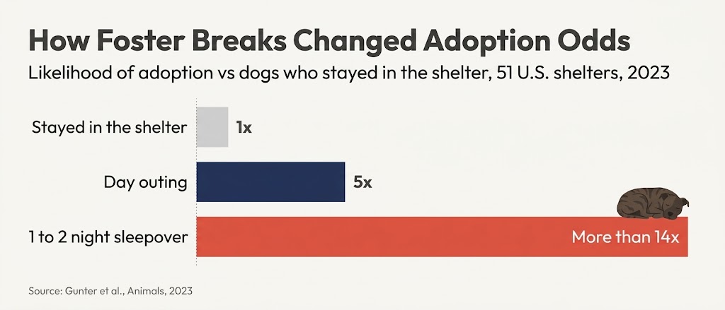 Bar chart showing shelter dogs on day outings were 5 times and on foster sleepovers 14 times as likely to be adopted