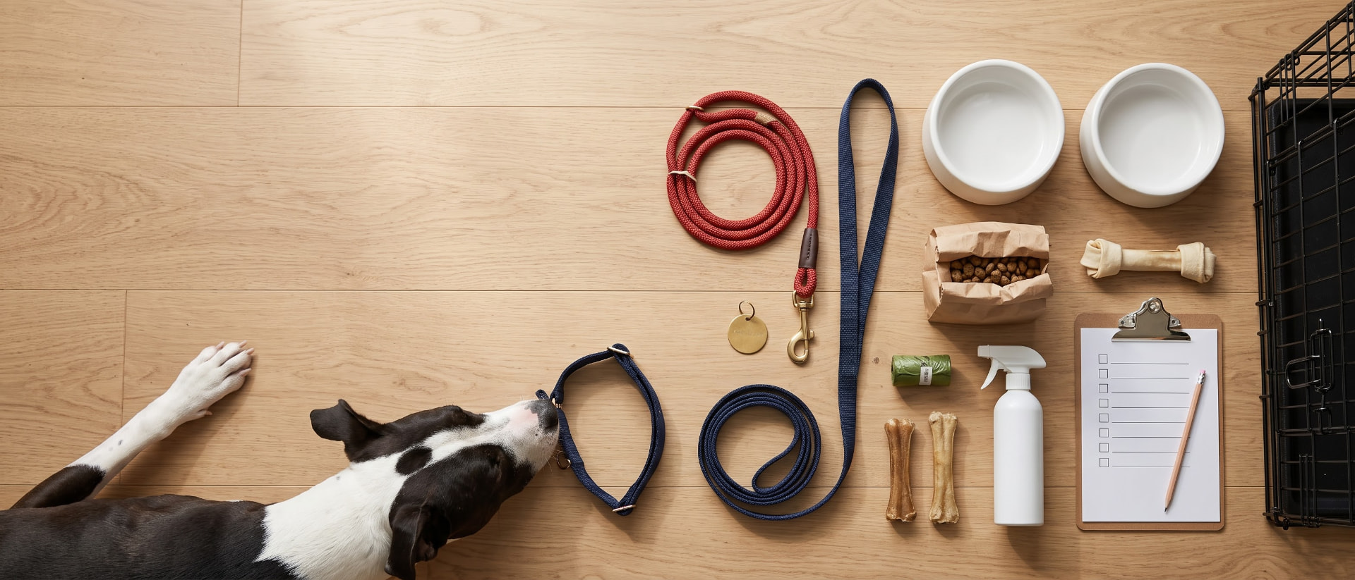 Rescue dog sniffing a martingale collar, slip lead, ID tag and bowls laid out as a new dog checklist for pickup day